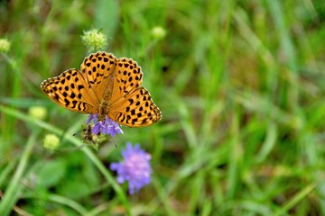Butterfly on flower in grass