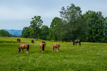 Wild and free horses grazing in the Swiss Jura Alps in Summer