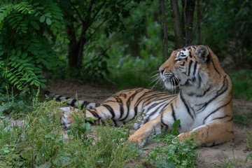 Amurtiger - Sibirischer - Mandschu - Tiger Zoo