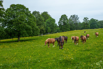 Naklejka na ściany i meble Wild and free horses grazing in the Swiss Jura Alps in Summer