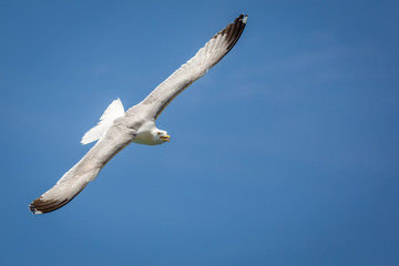 Seagull in the sky