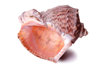 Large seashell isolated close up