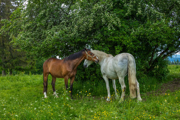 Obraz na płótnie Canvas Wild and free horses grazing in the Swiss Jura Alps in Summer