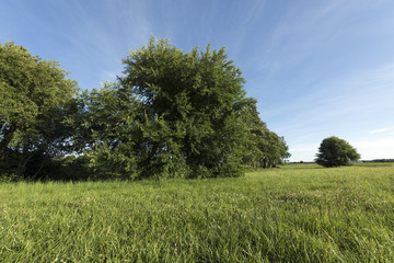Prairie naturelle