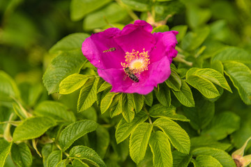  Dogrose beautiful flower