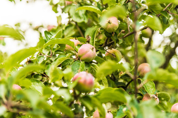  Apples grow on branches