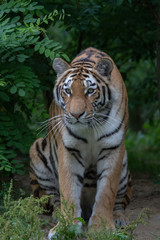 Fototapeta na wymiar Amurtiger - Sibirischer - Mandschu - Tiger Zoo