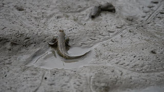 Mudskipper fish habitat. Blue spotted mudskipper sliding and rolling on mud  at laem prakalang Thailand,hd video.