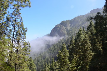 Obraz premium Teneriffa 2018 