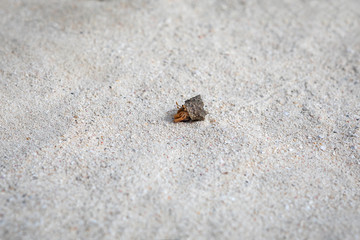 Little Crab 2