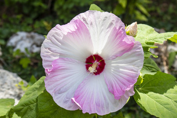 Show-stopping  supersized hibiscus flower in full bloom in swirling shades of pink rose and cranberry red with blurred greenery and rocks behind