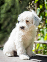 funny Tibetan Terrier puppy is sitting on the table