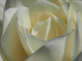 Close-up of a white rose Bud. White flower petals.