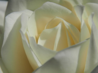 Close-up of a white rose Bud. White flower petals.