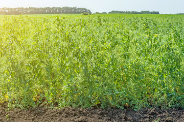 pea beans on plants, in the field, against a background of pure sunny sky