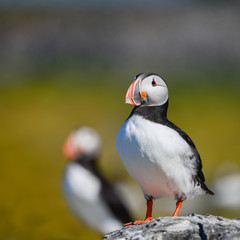 Colorful Atlantic Puffin or Comon Puffin Fratercula Arctica in Northumberland England on bright Spring day