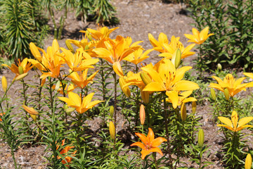 General view of group of flowering lilies with yellow flowers on flowerbed