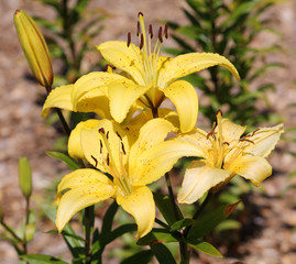 Large light yellow lily flowers