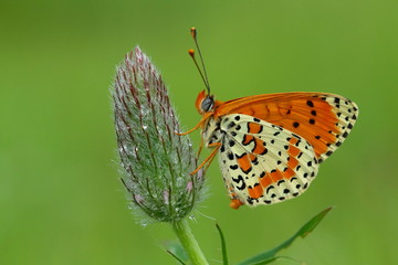 Obraz premium Melitaea didyma 29