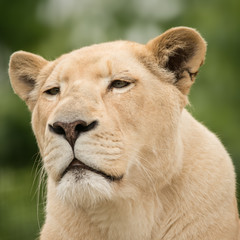 Beautiful close up portrait of white Barbary Atlas Lion Panthera Leo