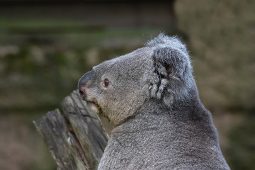 Obraz premium Queensland Koala