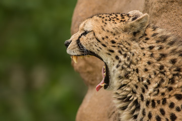 Beautiful close up portrait of Cheetah Acinonyx Jubatus in colorful landscape