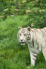 Fototapeta na wymiar Beautiful portrait image of hybrid white tiger Panthera Tigris in vibrant landscape and foliage
