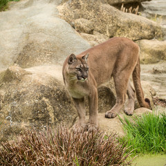 Stunning image of Puma Concolor among rocks in colorful landscape
