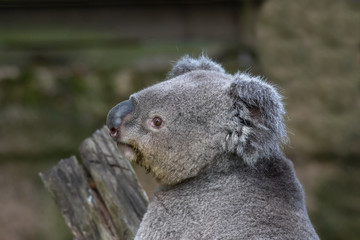 Queensland Koala