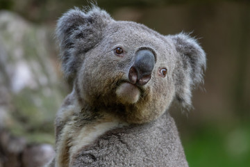 Queensland Koala