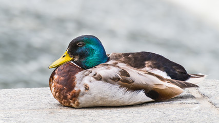 Close-up of male mallard duck in profile. Anas platyrhynchos. Beautiful portrait of one plumed drake sitting on a stone bank of a river. Cute colored water bird resting on a paved pier.