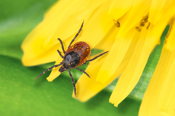 Deer tick on a detail of dandelion flower. Ixodes ricinus. Close-up of the dangerous parasite on yellow petals. Natural green leaf in the background. Encephalitis, Lyme disease and babesiosis carrier.