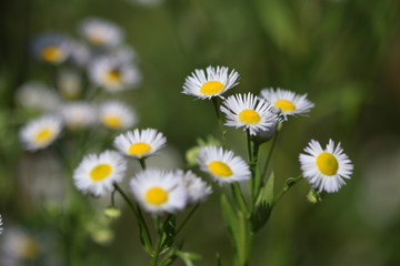 Erigeron annuus (annual fleabane or daisy fleabane) in the natural environment