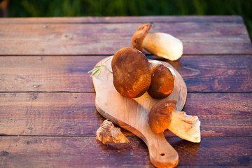 boletus edulis over Wooden Background. Autumn Cep Mushrooms. Cooking delicious organic mushroom. Gourmet food