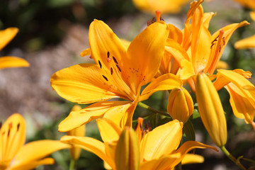 Large light yellow lily flowers