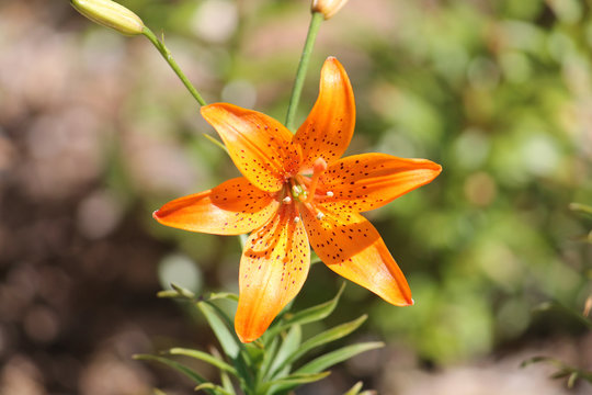 Fototapeta Brightly orange lily flower closeup
