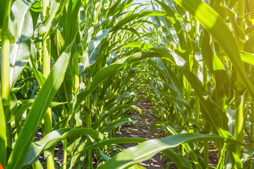 strong, even corn plants on the field, in the phase of the formation of the rock, under the sunny sky