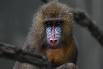 Mandrill