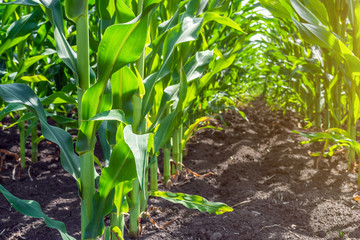 strong, even corn plants on the field, in the phase of the formation of the rock, under the sunny sky