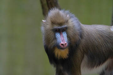 Mandrill
