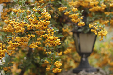 Ripe berries of yellow colors on branch
