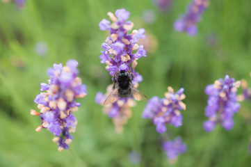Trzmiel na lawendzie