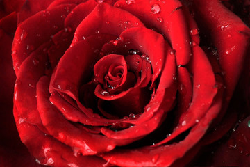 Fresh red rose close-up with drops of water on Valentines Day
