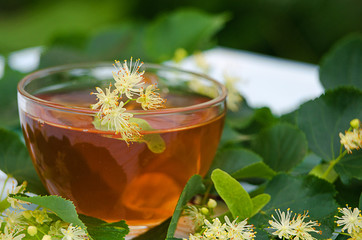 hot tea made from lime in a pot with a branch © galyna0404