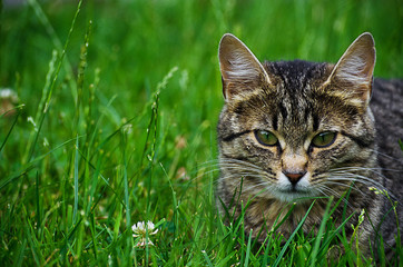 Obraz premium The cat walks in the fresh air