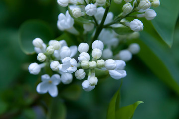 Floral summer background, soft focus. Blooming lilac. Blurred background.
