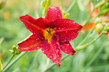 Czerwona lilia