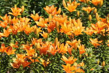 Brightly orange lilies in garden. Flowerbed with a lot of flowering plants