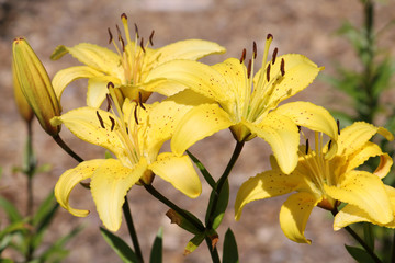 Large light yellow lily flowers