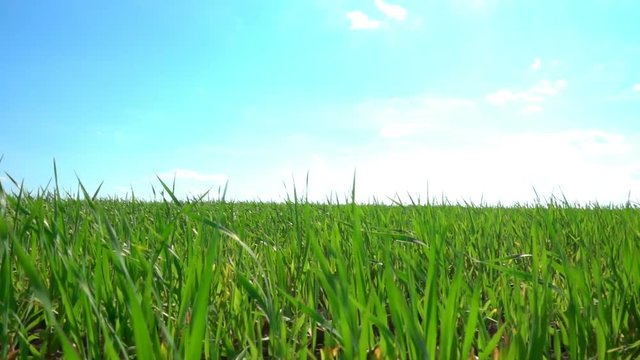 green field and cloudy sky
